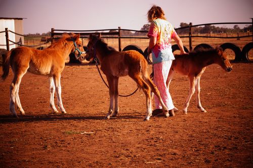 Lynette Sutton from Hoofs2010 cares for orphaned brumbies. 