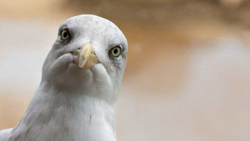 A seagull made off with a chunk of human tongue that was bitten off in a street-fight in Scotland.