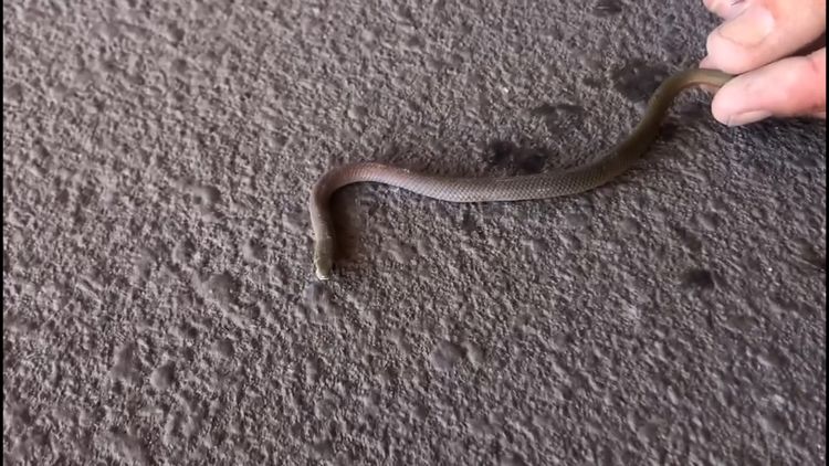 TODAY - A crop farmer has captured this incredible photo of a baby brown  snake caught and killed by a daddy long-legs spider on his farm at  Griffith, NSW. Only. In. Australia. (