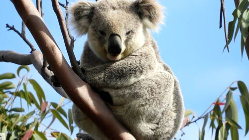 The citizen scientists have also captured rare bush moments in moving vision including a mother feeding her baby.