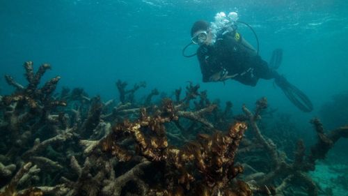 Mass bleaching has been observed in the reef's coral, even without the assistance of El Nino conditions. 