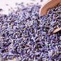 16 ways to use lavender in and around the home