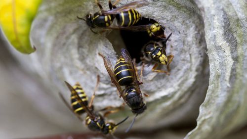 Helicopter deployed after hornets attack race