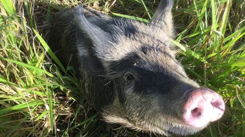 'He won't squeal': Queensland Police trying to find highway hog owner