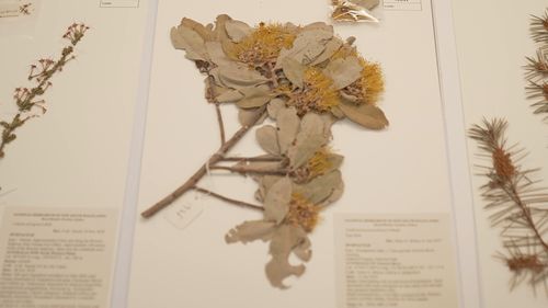 Australia's biggest and newest Herbarium has opened in Sydney's west housing more than a million plant specimens. 