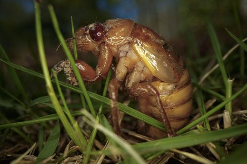 For more than a decade, cicadas live in underground burrows until they are mature enough to rise to the surface