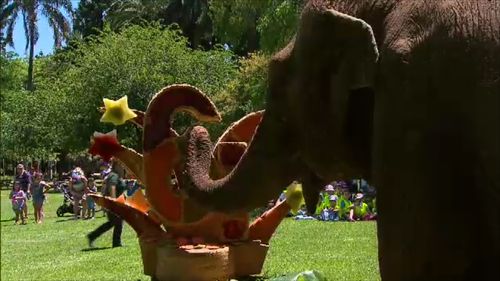 Tricia the Asian elephant has celebrated her 61st birthday. (9NEWS)