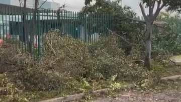 Tress down in Adelaide 