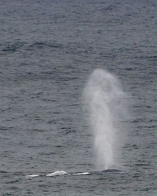 Blue Whales feeding off Thunder Point, Victoria.