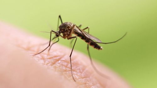 Water tanks can become a breeding ground for mosquitoes if not cleaned and maintained.