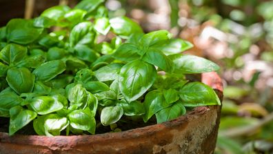 Mosquito deterrent plant, herb