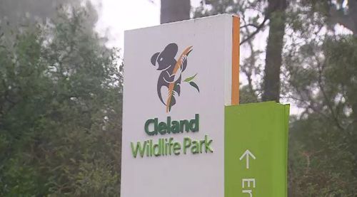 The koalas and wombats will travel from Cleland Wildlife Park to England in two days.