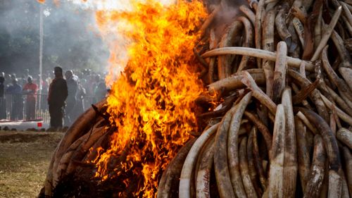 Kenyan authorities burn 15 tonnes of ivory from elephant tusks during an anti-poaching drive in 2015. (AP).