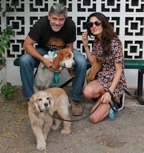 Meet the newest Clooney - George and Amal adopt Millie the rescue dog  