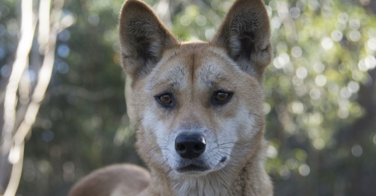 Scientists reveal what an Australian dingo really is – 9News