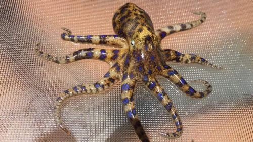 Blue-ringed octopus Western Australia beaches