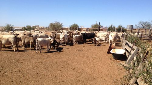 Heather Ellison and James Holdsworth's property at Carrathool, NSW. (Supplied)