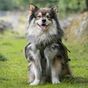 Five things to know about Finnish Lapphund dogs