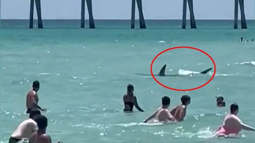 A shark surprises swimmers at a beach in Navarre, Florida.