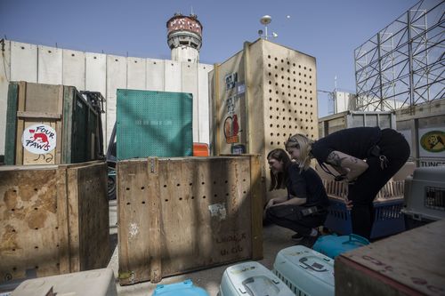 The group evacuated dozens of animals languishing in a ramshackle Gaza zoo Sunday to sanctuaries abroad. (AP Photo/Tsafrir Abayov)