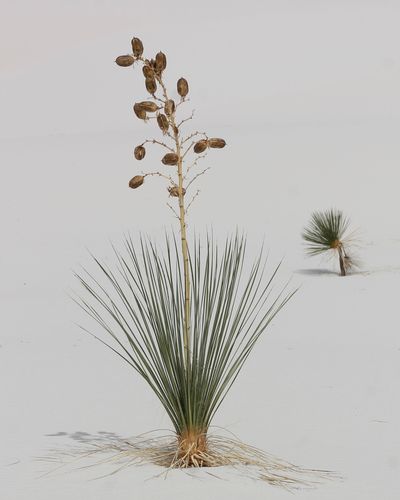 'Soaptree Yucca'. Plants and Fungi: Second place