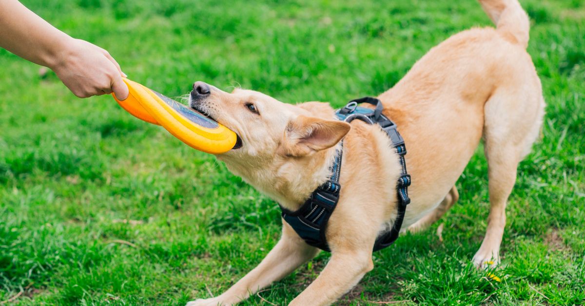 Vets issue urgent warning to dog owners over deadly virus