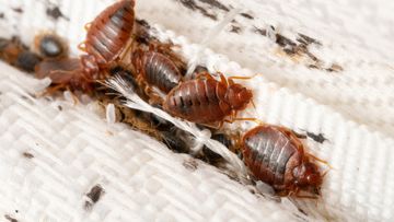 Bedbugs on furniture