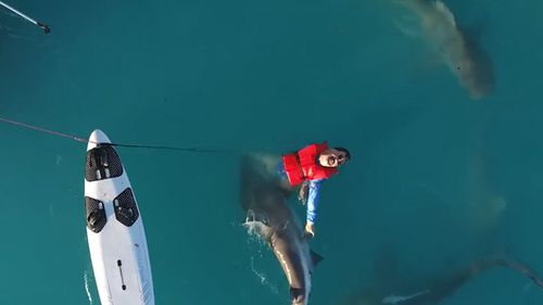 A bull shark moves in and attacks Bernie the dummy, who is stuffed with fish bait but not wearing an anti-shark device. Sharkbanz said Bernie was attacked on average every 46 seconds while not wearing a device. (Supplied)