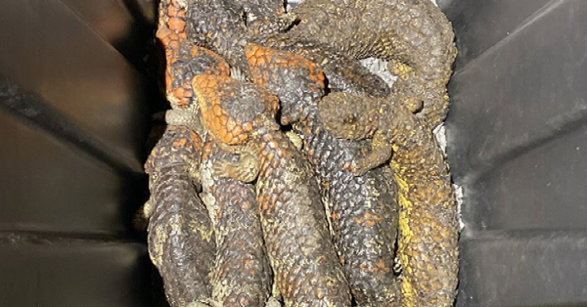 ReptileSALES.com.au - Reptile Classifieds! Four people charged over alleged attempt to smuggle $1.2 million worth of native lizards to Hong Kong