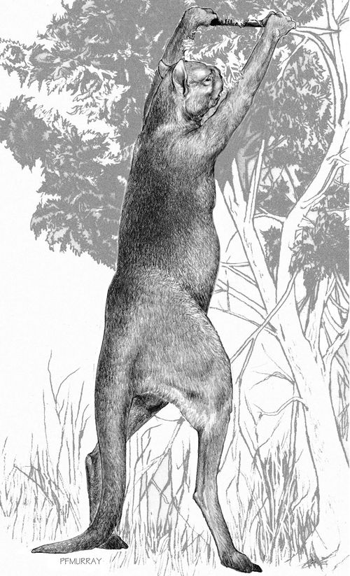 An artist's depiction of an ancient giant kangaroo. (AAP)