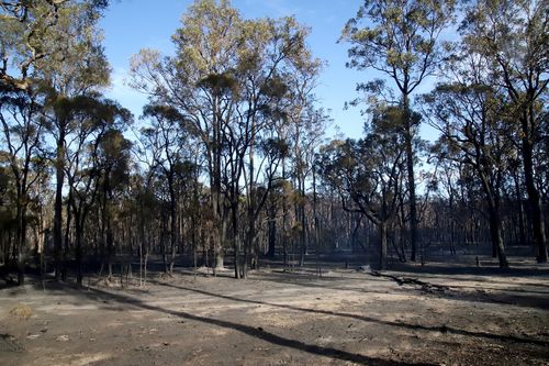 Once pristine bushland has been ravaged by the fires. (AAP)