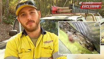 'It was him or me': Queensland tradie who battled brown snake in ute speaks  