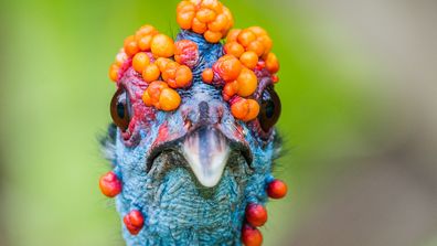 Ocellated Turkey