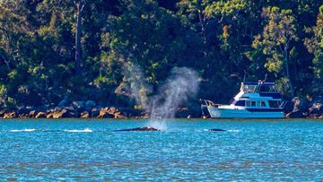 A whale and a calf have been spotted in the Hawkesbury River, north of Sydney.