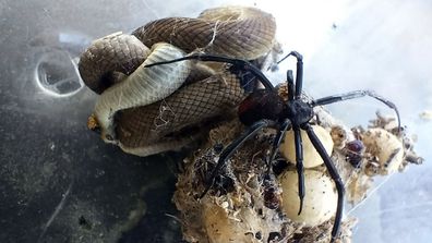 Two of Australia&#x27;s most venomous creatures get tangled up