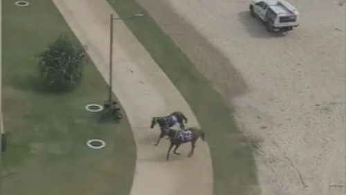 Two horses have been retrieved after escaping from ﻿the Magic Millions beach race on the Gold Coast.