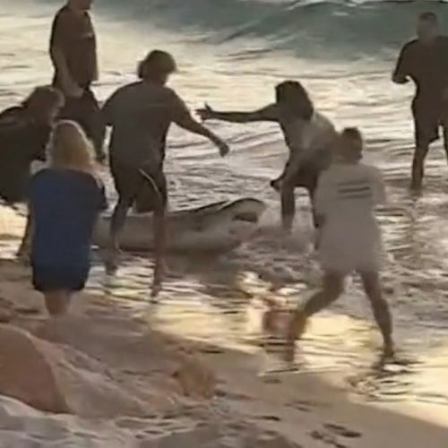 Shark helped back into the water on Perth beach