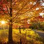 Where to see autumn foliage in New South Wales