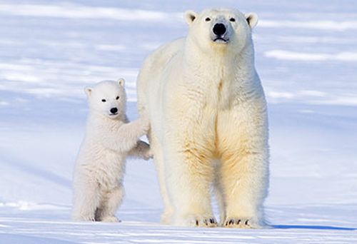 Study finds polar bears could be saved from climate change effects with change of eating habits