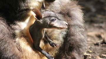 The pair emerged from their mothers' wombs this week. (AAP)