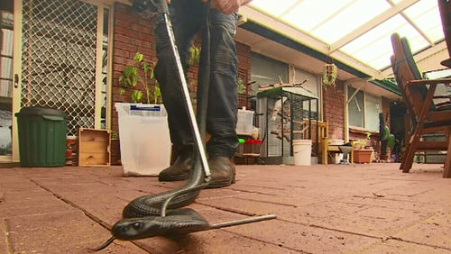 The large red belly black snake was hiding in an old sewing machine cupboard in the Adelaide Hills home.