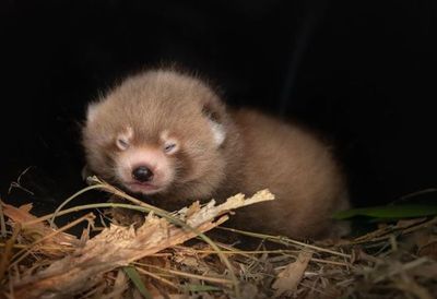 Australia Zoo welcomes red panda cubs