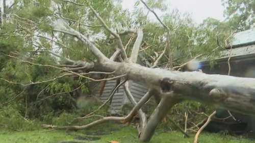 Gold Coast home smashed by falling tree