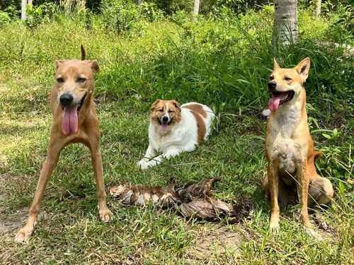 Cindy started out as a street dog in Koh Samui, Thailand.