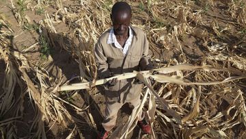 A farmer in Zimbabwe,stands in dried up crop field