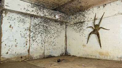 &#x27;The spider room&#x27;. Winner. Category: Urban wildlife.