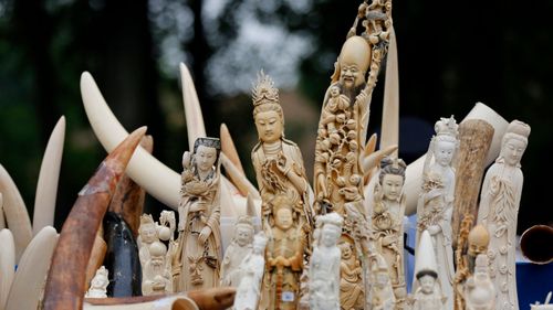 China's ban on all ivory products was regarded as a game changer in the anti-poaching fight to protect African elephants. (AP).