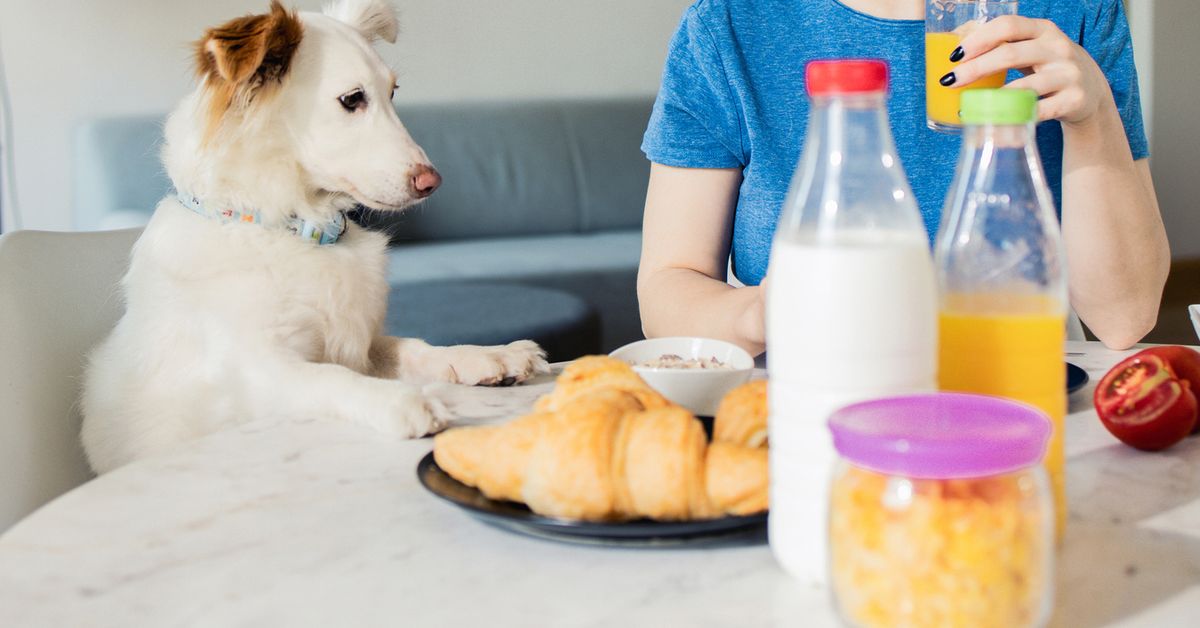 Can dogs drink milk?: The popular beverage non-toxic to dogs that should still be avoided