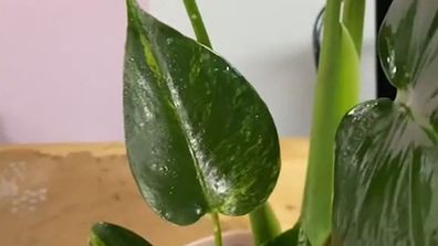 Indoor plant monstera rare 