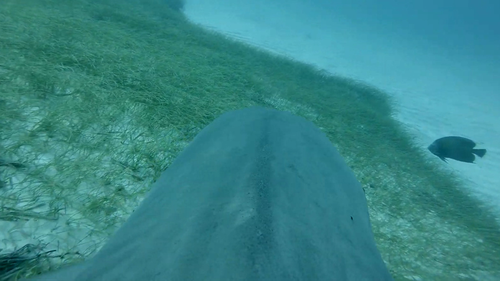 The cameras provided researches with a shark's eye view of the ocean floor.